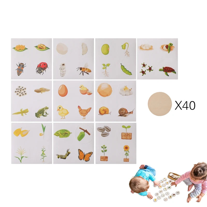 3D Wooden Puzzle Montessori Colorful Puzzle Life Cycle Puzzle Kit Match For Children Training Cognitive Educational Learn Gifts