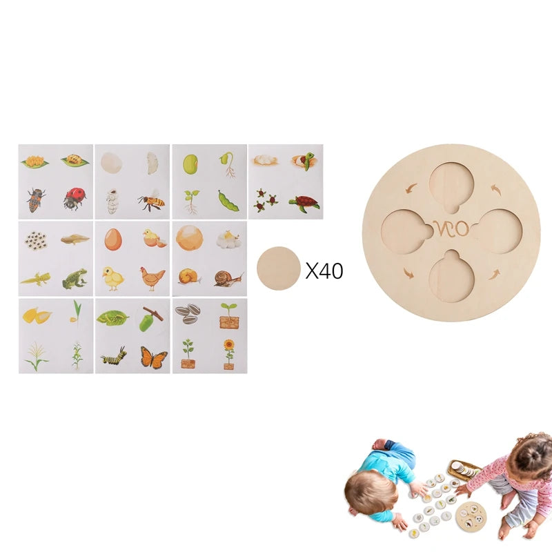 3D Wooden Puzzle Montessori Colorful Puzzle Life Cycle Puzzle Kit Match For Children Training Cognitive Educational Learn Gifts